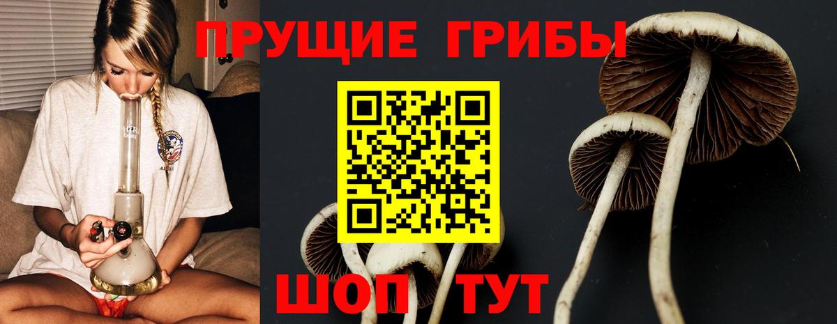 Псилоцибиновые грибы Psilocybe Михайловка